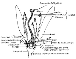 Female parts of the flower, which consist of stigma and style. Information Sheet 9 Parts Of Flowers