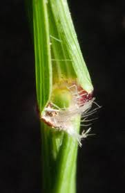 Image result for Sporobolus welwitschii