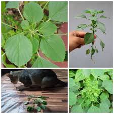 Image result for Acalypha manniana