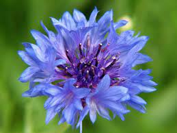 The Cornflower Is The National Flower Of Germany A 17 Legjobb Otlet A Kovetkezorol Cornflower Wedd Bachelor Button Flowers Button Flowers Bachelor Buttons