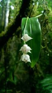Image result for Polystachya ruwenzoriensis