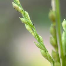 Image result for Urochloa villosa