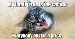 Pin On Cat Humor