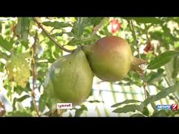 You can easily grow l emons from fruit seeds by putting them directly in soil and following these simple rules: Easy Techniques To Grow Fruit Trees In Your Terrace Garden Poovali News7 Tamil Youtube