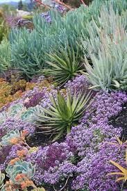 You will find there many haworthias, cacti and bulbs. Danielle Robertson Tipseytoes Profile Pinterest