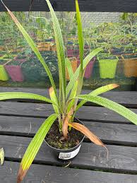 Image result for Curculigo