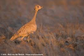 Image result for Hermbstaedtia fleckii