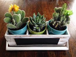 Seems legit imo, someon got a few octillion dmg i think. Our Cute Little Cactus Plants Plant Care Houseplant Indoor Cactus Plants Types Of Cactus Plants