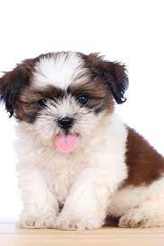 Cute White Puppy White Background Shih Tzu Puppies Shihtzu Shih Tzu Puppy Shih Tzu Shih Tzus