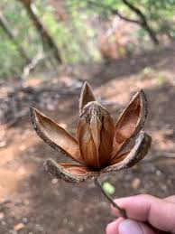 Image result for Cedrela