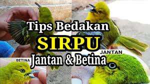 .ciung air, sirtu, cipoh, pikat semua jenis burung, pikat burung, pikat burung menggunakan mp3. Cara Membedakan Cipow Sirtu Sirpu Jantan Betina Youtube