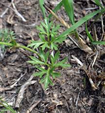 Image result for Aneilema chrysopogon