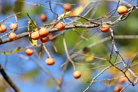 Image result for Diospyros