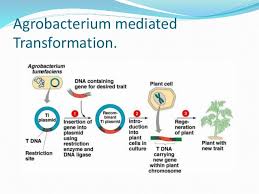 Other more sophisticated approaches of Transformation