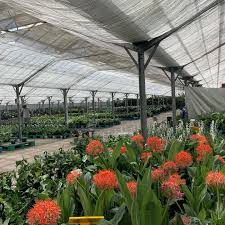 Image result for Scadoxus pole-evansii