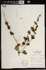 Image result for Triumfetta brachyceras