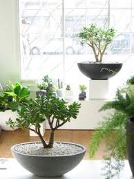 There are no matching records at this time. 160 Parliament Goods Ideas Parliament Modern Furniture Stores Jade Bonsai