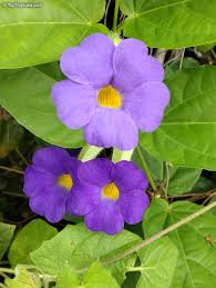 Image result for Thunbergia vogeliana