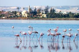 Larnaca Salt Lake