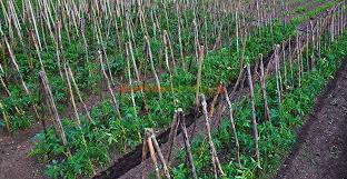 Pregatirea terenului se face ca pentru cultura de varza. Secrete De Ètiut Despre Cultivarea RoÈiilor Paradis Verde