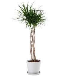 Image result for Dracaena laxissima