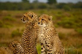 Leopard's Whimsy: The Tale of Leo and Milo's Savanna Adventure | by  ComplexityBeauty | Thoughtscapes | Medium