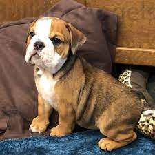 He is ready to look for a mate. Red Tri English Bulldog Puppy For Sale