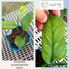 Live 19:00 jun 18, 2021. Monstera Peru Vs Monstera Leaf Pots By Tina Facebook