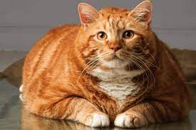 Is My Cat Too Skinny And How To Check If They Are Pawsome Kitty