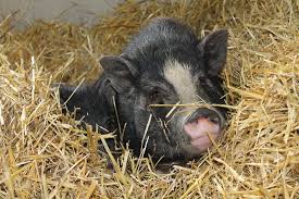 I have one baby boar guinea pig for sale ready to go to new home. 12 Things To Know Before Adopting A Mini Pig Bc Spca