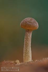 Image result for Simocybe centunculus