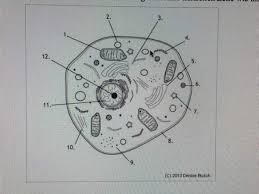 Animal cells differ from plant cells in several regards though, including the lack of vacuoles, chloroplasts, and cell. Aufbau Einer Tierischen Zelle Computer Biologie