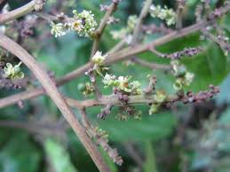 Image result for Searsia tenuinervis