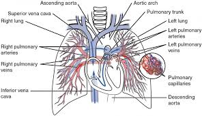 Circulatory Pathways Anatomy And Physiology Ii