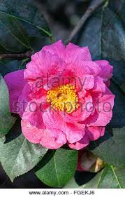 Pin On Camellias