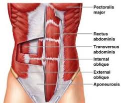 These include naming the muscle after its shape, its size compared to other muscles in the area, its location in the body or the location of its attachments to the skeleton, how many origins it has, or its action. Muscles Named For Number Of Divisions Bodybuilding Wizard