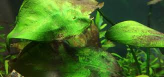 In this video i will show you how to remove green algae/green moss from spectacles glasses at home within 1 minute. Brown Algae Diatoms In Aquarium How To Identify Remove Prevent