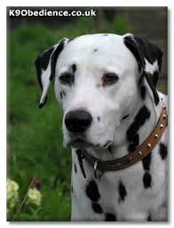 Dalmatian Dog Breed Profile Size Weight Temperament