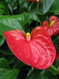 Pin By Veronica On Gardening Anthurium Plant Flowering House Plants Plants