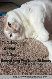 Catnip And Cats Everything You Need To Know Tails Of Kali Ma Cat Reading Cats Therapy Cat