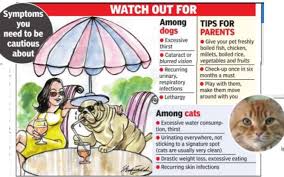 Maybe you would like to learn more about one of these? Pets Diagnosed With Diabetes Times Of India