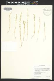 Image result for Suaeda merxmuelleri