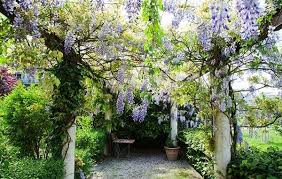 Die 10 Schonsten Kletterpflanzen Fur Pergolas Und Terrassen Kletterpflanzen Rankpflanzen Pflanzen