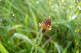 Image result for Eleocharis geniculata