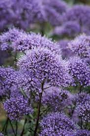 Trachelium Pallas Plants Purple Garden Beautiful Flowers
