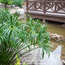 Image result for Cyperus amabilis