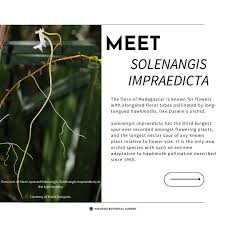 Image result for Solenangis