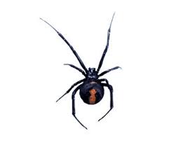 Common Spider Species Rentokil Pest Control