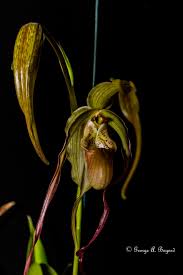 Image result for Loudetia phragmitoides