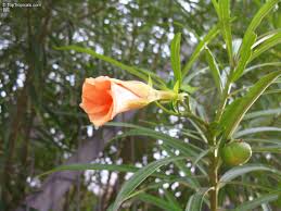 Image result for Cascabela